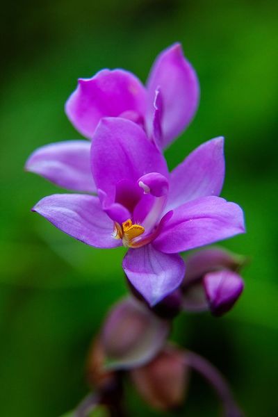 Hawaii-Kauai Close-up of wild orchid flower